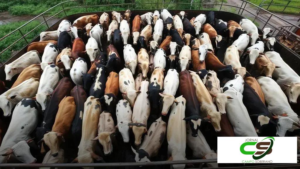 Boi gordo: cotações regionais atualizadas e médias por estado em 29/08/25