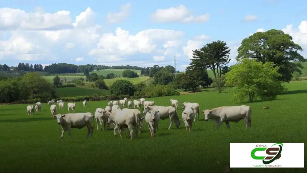 BRS Sarandi: a evolução do capim-andropogon para pastagens modernas