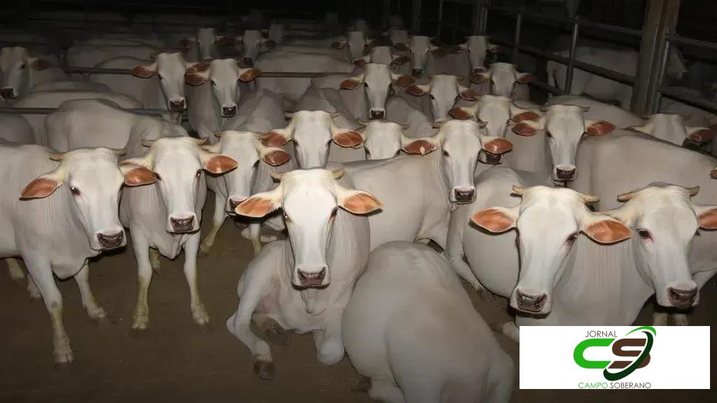 Circuito Nelore de Qualidade: campeões em Nova Andradina, MS