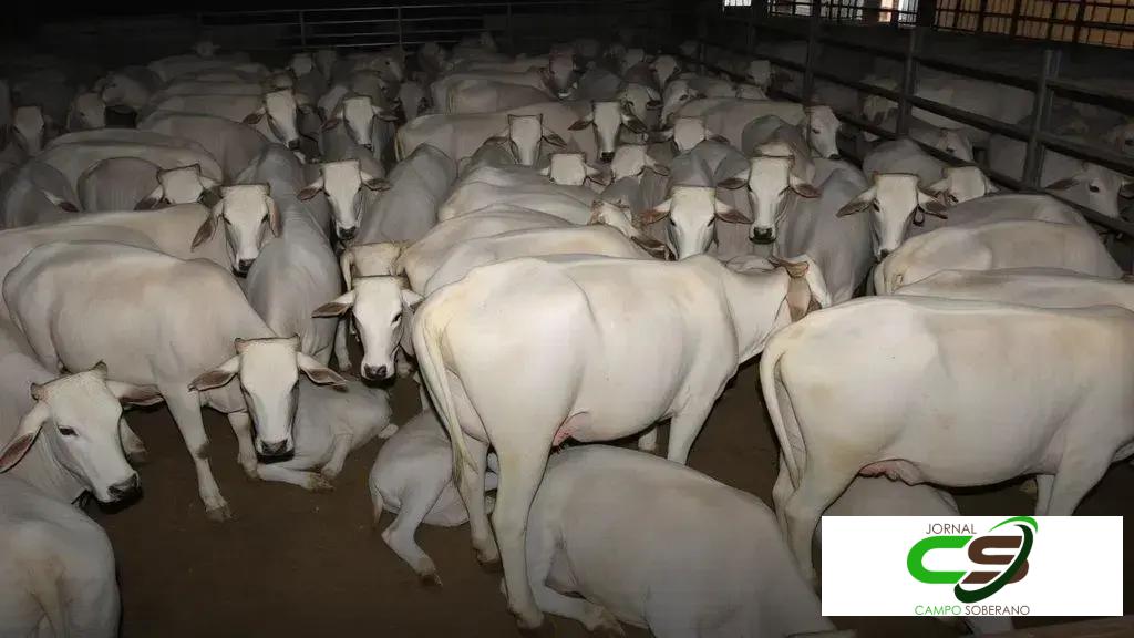 Circuito Nelore premia campeões de Nova Andradina (MS) na 10ª etapa nacional