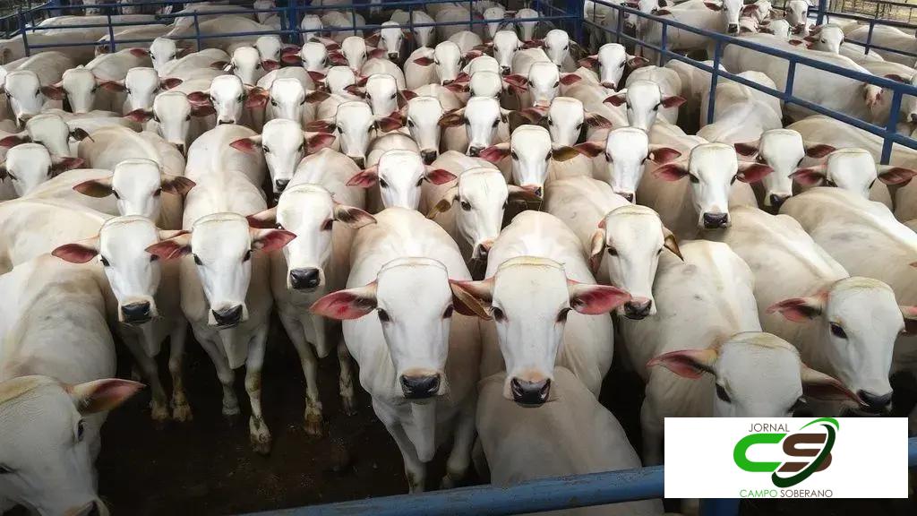 Colíder recebe 11ª etapa nacional do Circuito Nelore de Qualidade