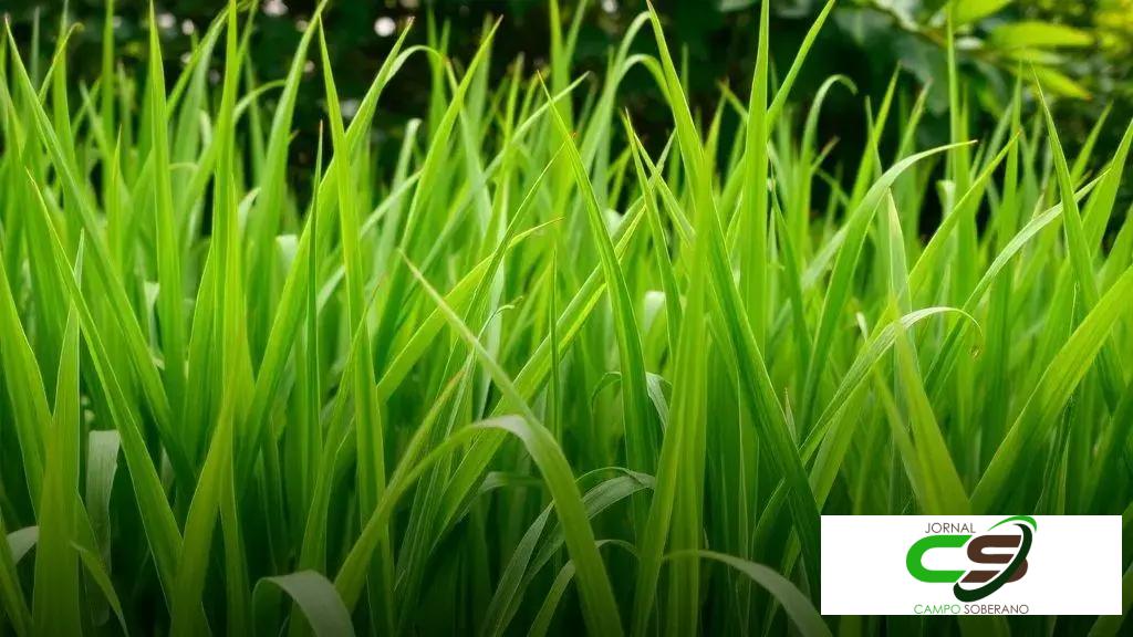 Pasto na seca: como escolher o capim ideal para manter o boi saudável e lucrar 3 Pasto na seca: como escolher o capim ideal para manter o boi saudável e lucrar