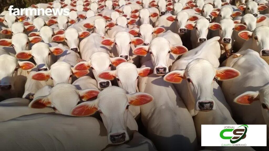 Preço do bezerro e do boi gordo sobem na 1ª semana de setembro de 2025