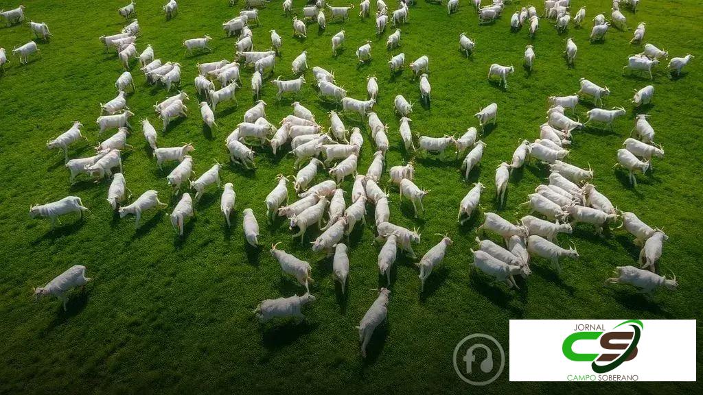 Preço futuro do boi gordo permanece pressionado, com recuperação prevista