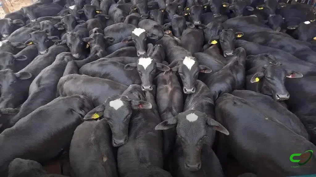 Boiada Angus atinge 25,5 arrobas em Goiás em confinamento de elite