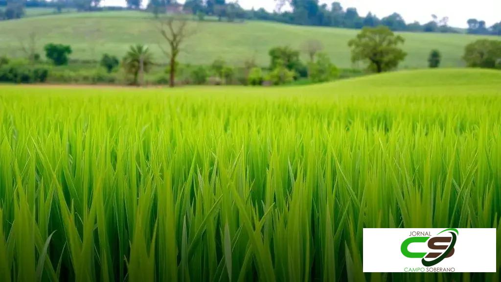 Capiaçu demanda proteína na dieta para otimizar ganho de peso do gado, alerta zootecnista