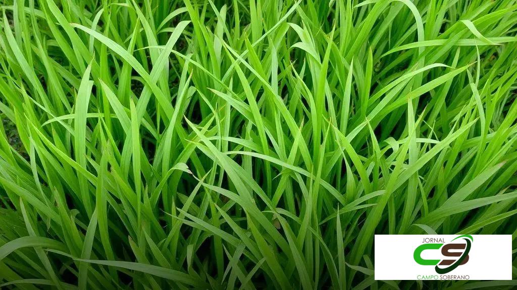 Capim em solo argiloso: o manejo determina a produtividade da pastagem