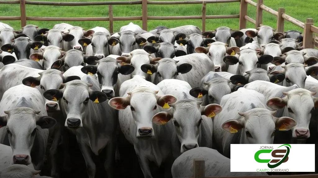 Circuito Nelore de Qualidade em Alta Floresta: quase 800 carcaças disputadas