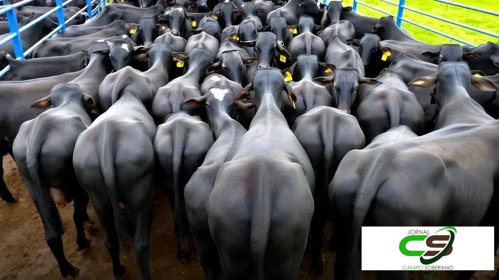 Confinamento Angus em Goiás bate 25,5 arrobas por carcaça e surpreende mercado