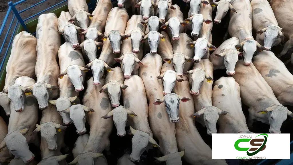 Demystifying JSON Schema: Build Robust Data Validators