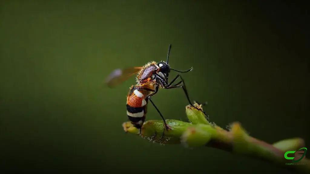 Mosca-dos-chifres: prejuízos bilionários na pecuária e proteção ao rebanho