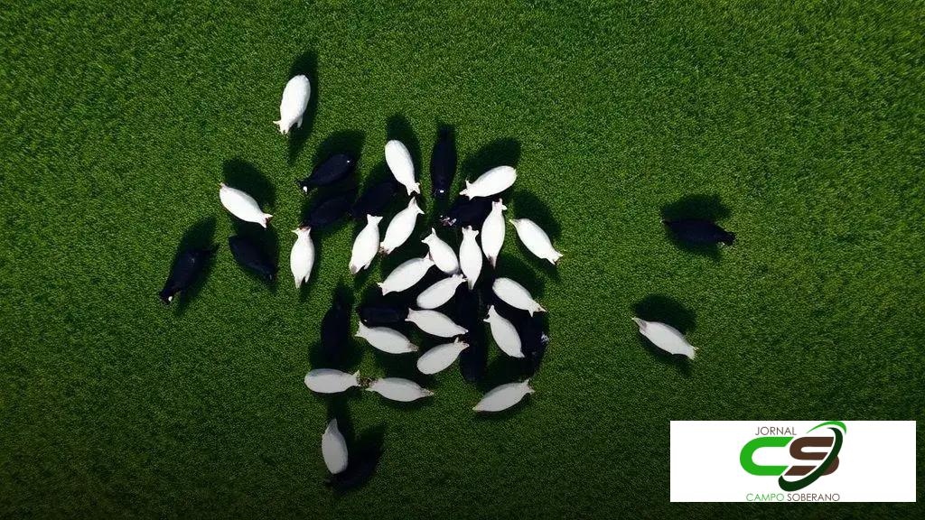 Preço futuro do boi gordo vs físico em outubro: perspectivas de mercado