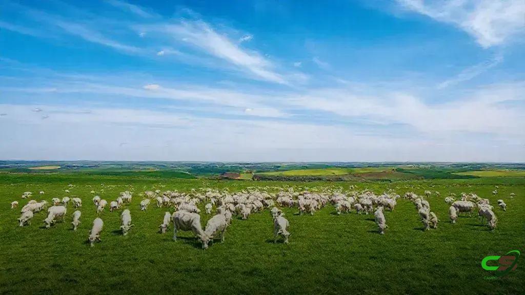5º Fórum da Pecuária: o novo cenário global da carne brasileira