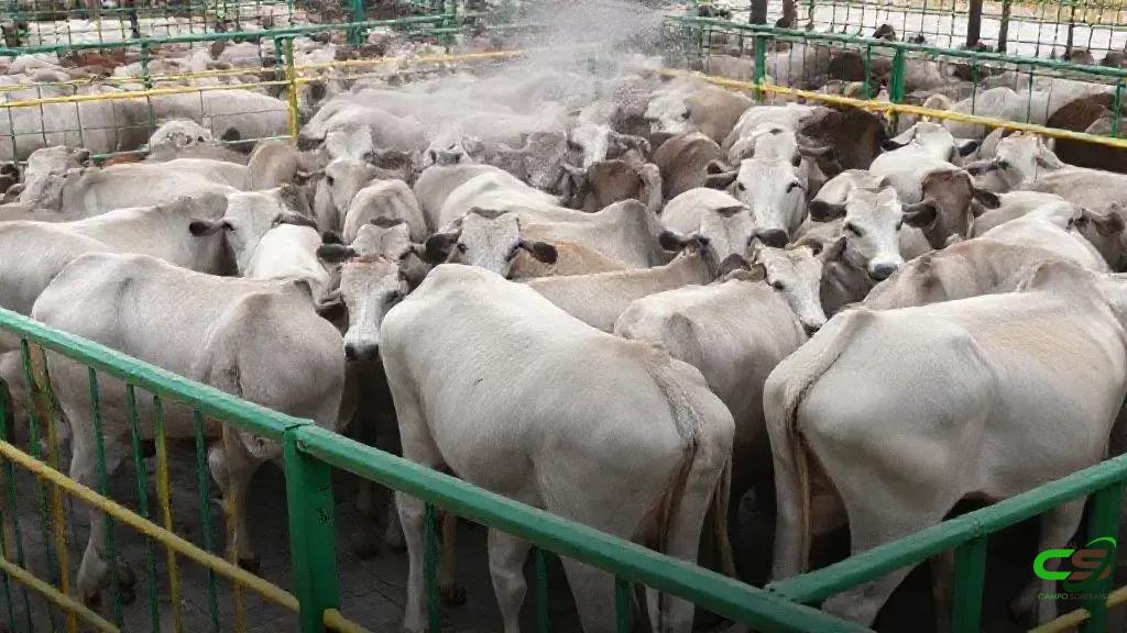 Abate de bovinos cresce 7% no 3º tri/25, aponta IBGE