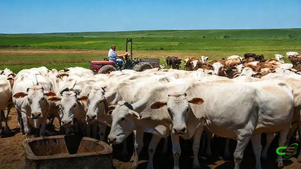 Abate de fêmeas atinge recorde histórico no 1º semestre de 2025