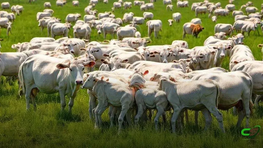 Abate recorde impulsiona carne em meio à queda do rebanho em 2024 2 Abate recorde impulsiona carne em meio à queda do rebanho em 2024