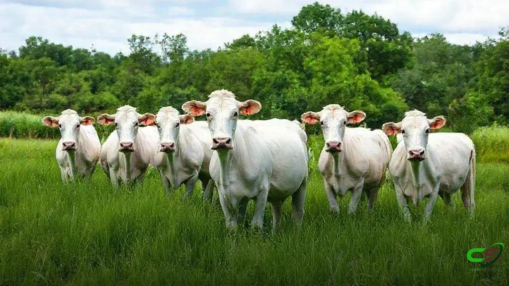 ABIEC na COP30: rastreabilidade, descarbonização e carne bovina sustentável