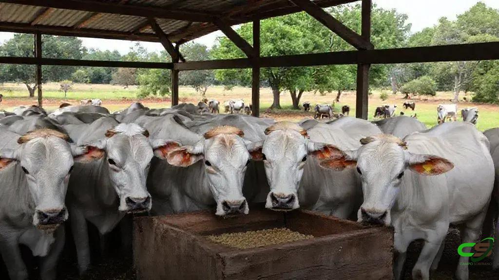 ACAV e Sindicarne apoiam Coopera Agro SC para crédito rural em Santa Catarina