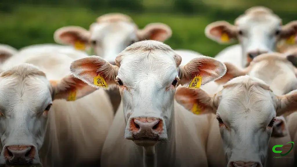 Adepará define prazo: 60 dias para identificação do rebanho e GTA no Pará