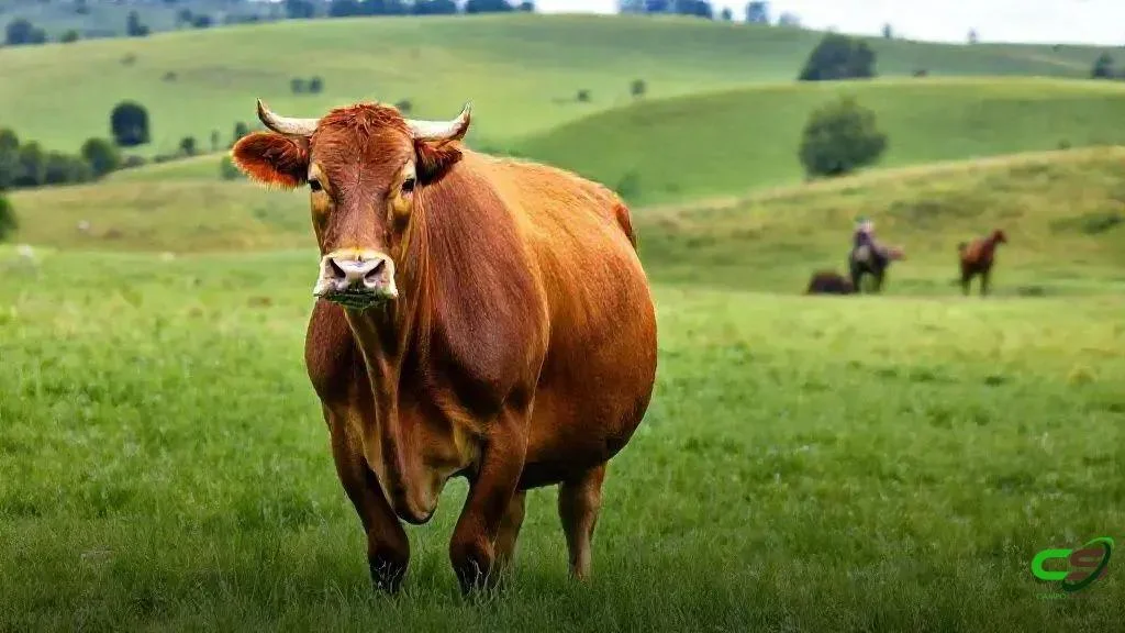 Angus x Limousin: cruzamento promissor para carne premium no clima tropical