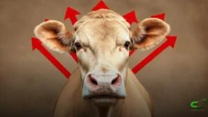 Arroba do boi gordo sobe R$5 em um dia em três estados, aponta Datagro