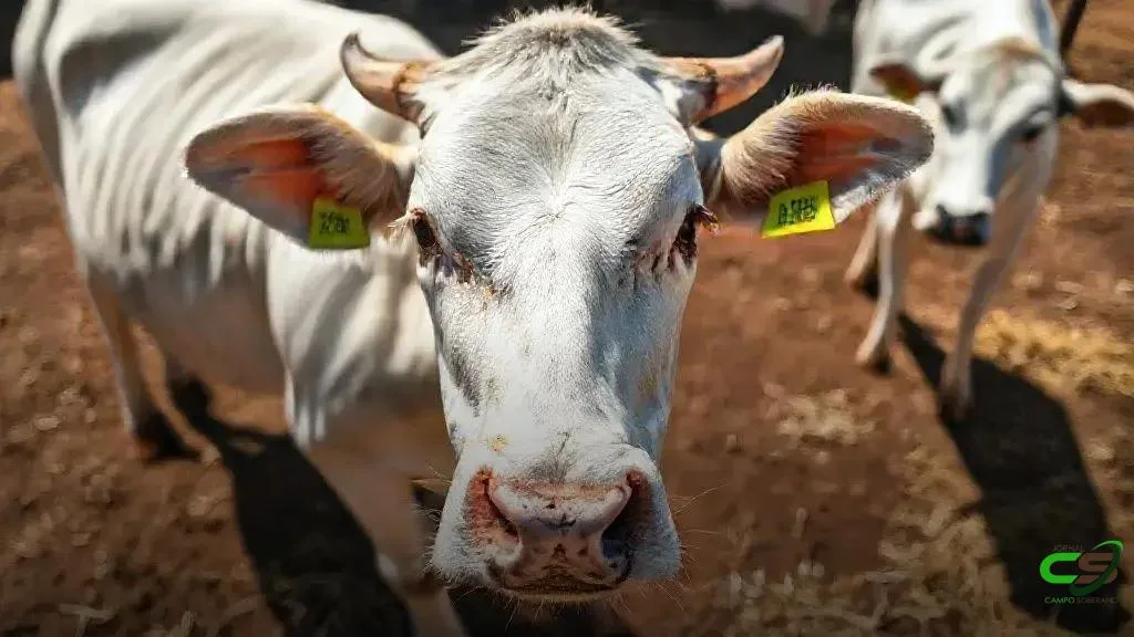 Bahia atinge maior rebanho bovino da história, quase 14 milhões de cabeças
