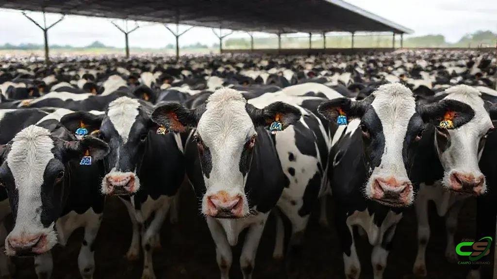 Beef on Dairy: Angus e Holandesa elevam peso ao nascer e reduzem diarreia