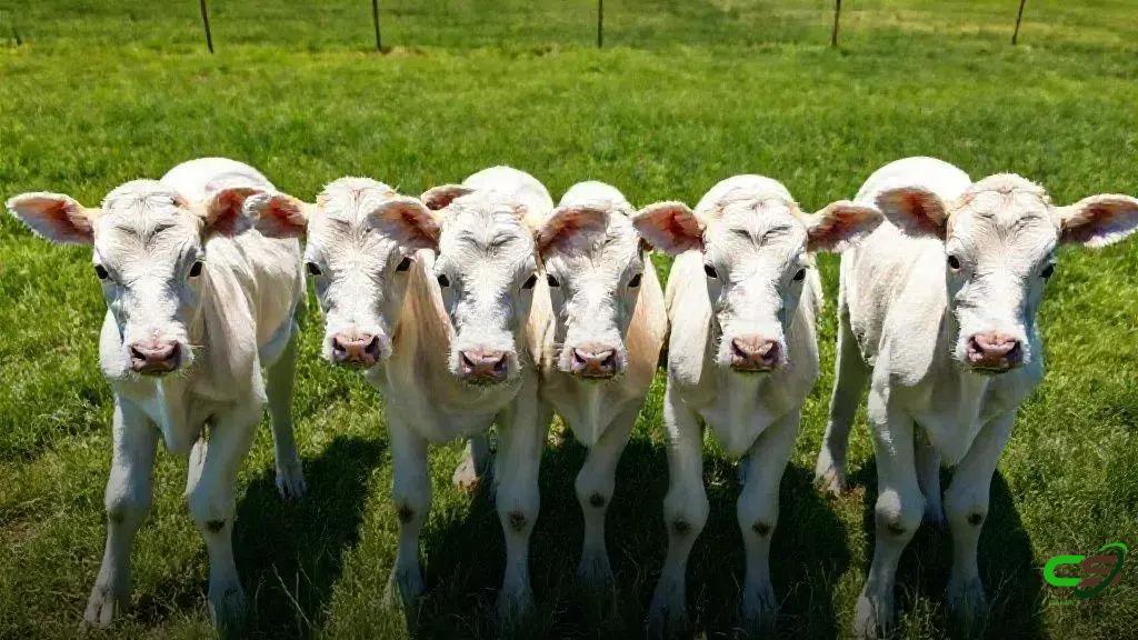 Bezerro em MS atinge recorde de preço e acende sinal de aquecimento no mercado pecuário