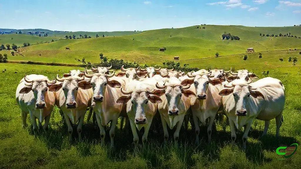 Boi Gordo: cotações permanecem estáveis nas praças paulistas