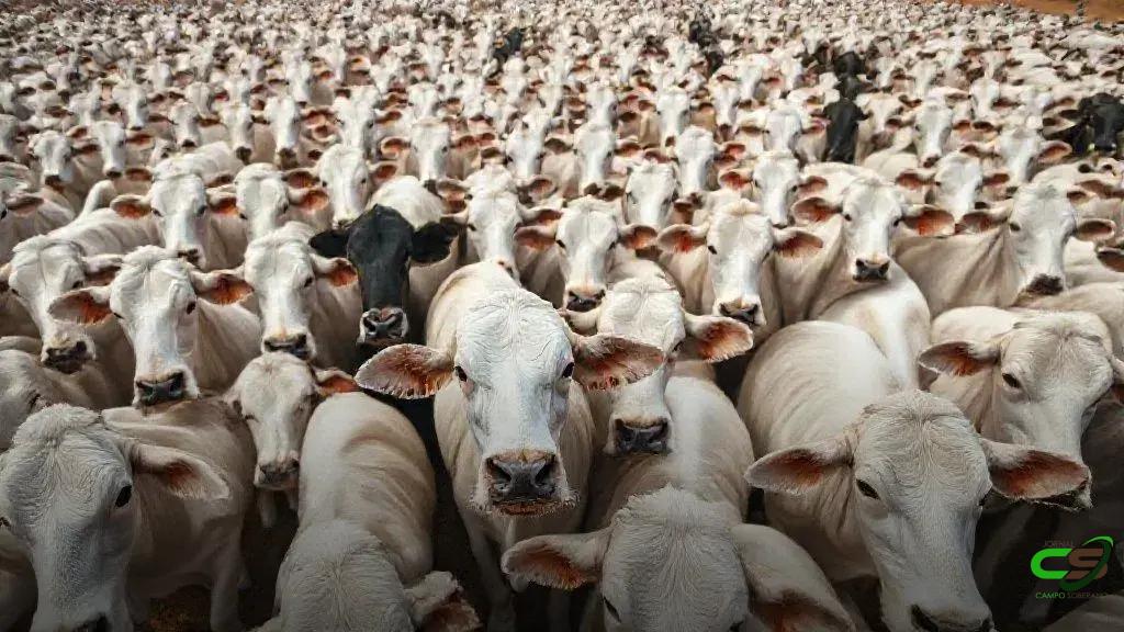 Boi Gordo Datagro: SP fecha com a maior cotação do dia