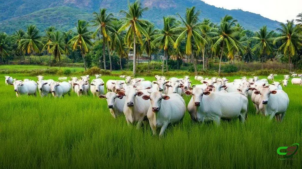 Boi Gordo em Alta: Demanda Aquece Preços e Sustenta o Mercado