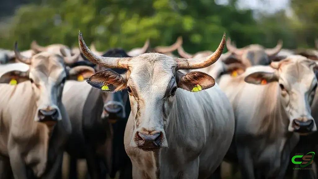 Boi Gordo em Alta: novembro deve consolidar valorização da arroba