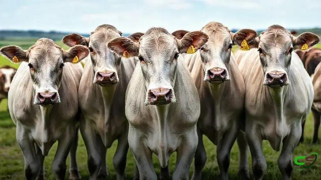 Boi Gordo em Zona de Tensão: consumo aquece e preço fica perto de R$ 330/@