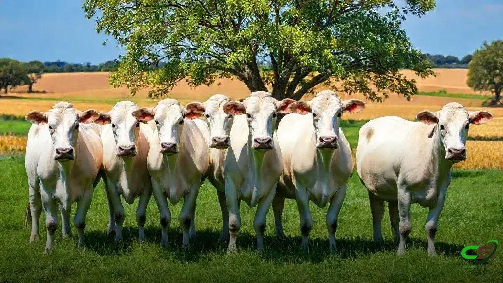 Boi Gordo Fecha em Alta com Demanda Aquecida e Escalas Apertadas 1 Boi Gordo Fecha em Alta com Demanda Aquecida e Escalas Apertadas