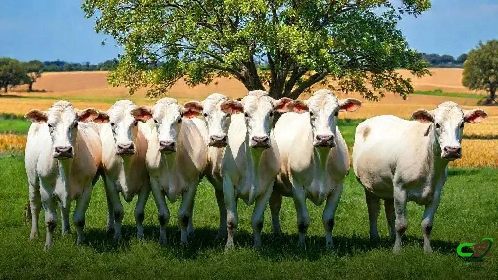 Boi Gordo Fecha em Alta com Demanda Aquecida e Escalas Apertadas