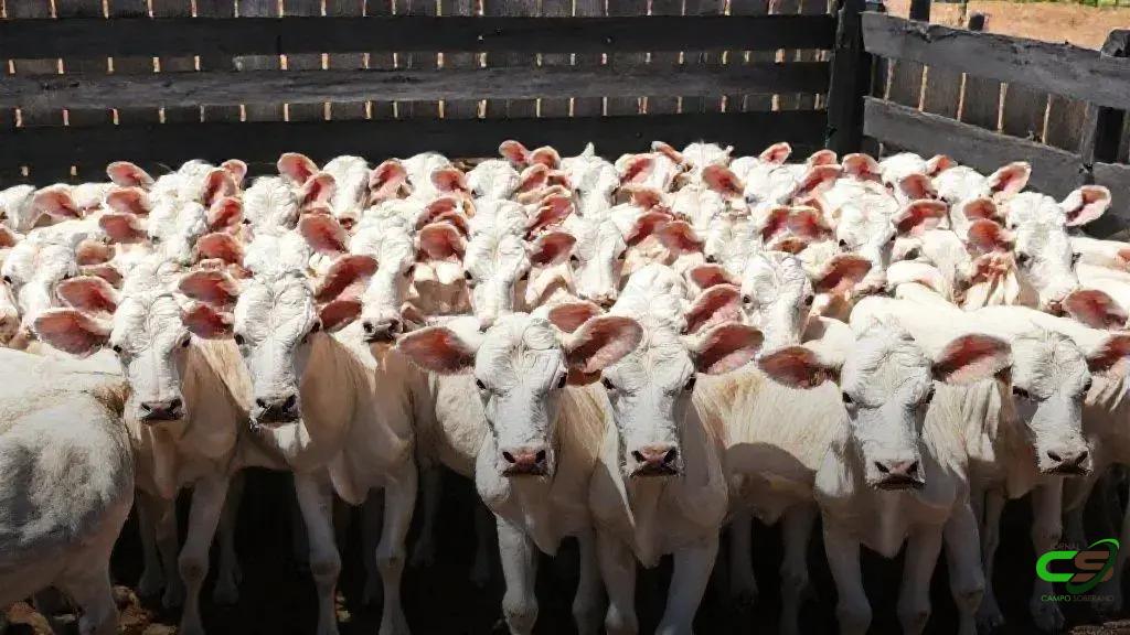 Boi gordo mantém preço estável no país; confira o fechamento de mercado