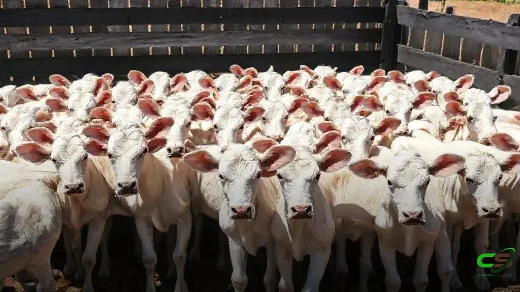 Boi gordo mantém preço estável no país; confira o fechamento de mercado 2 Boi gordo mantém preço estável no país; confira o fechamento de mercado