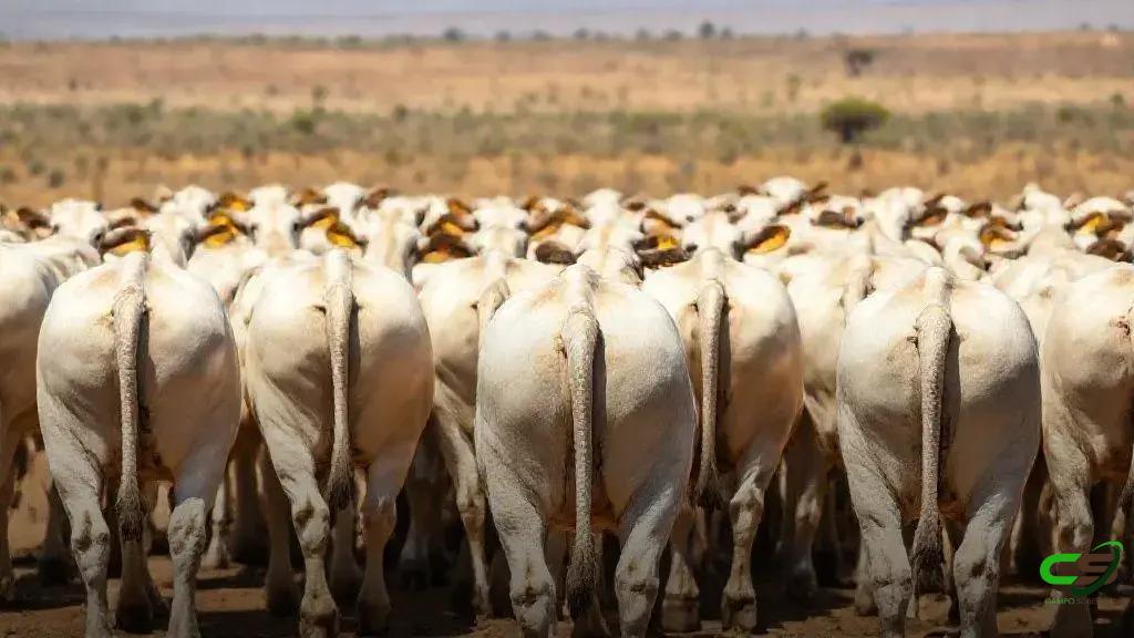 Boi Gordo: negociações aquecem, Cepea aponta leve ajuste de preço