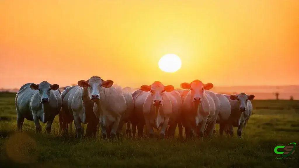 Boi gordo: preço estável, mas viés de queda pode ganhar força
