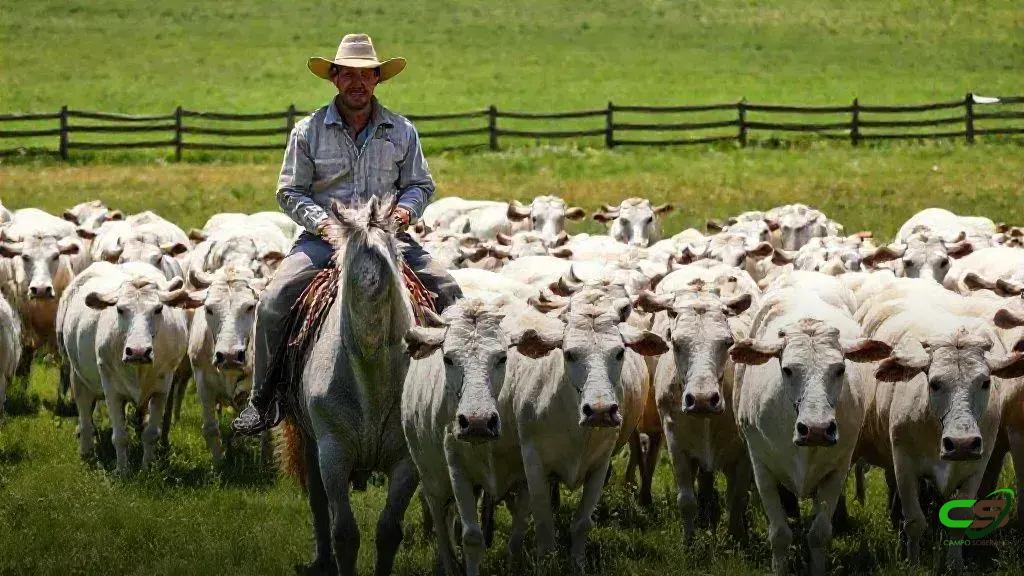 Boi Gordo: turbulência de preço diante da China e da B3