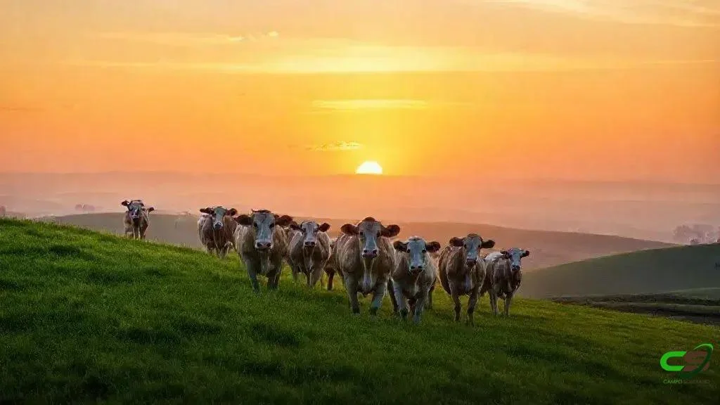 Boi-Japão: Brasil mira abrir mercado japonês para 2026 e novas oportunidades