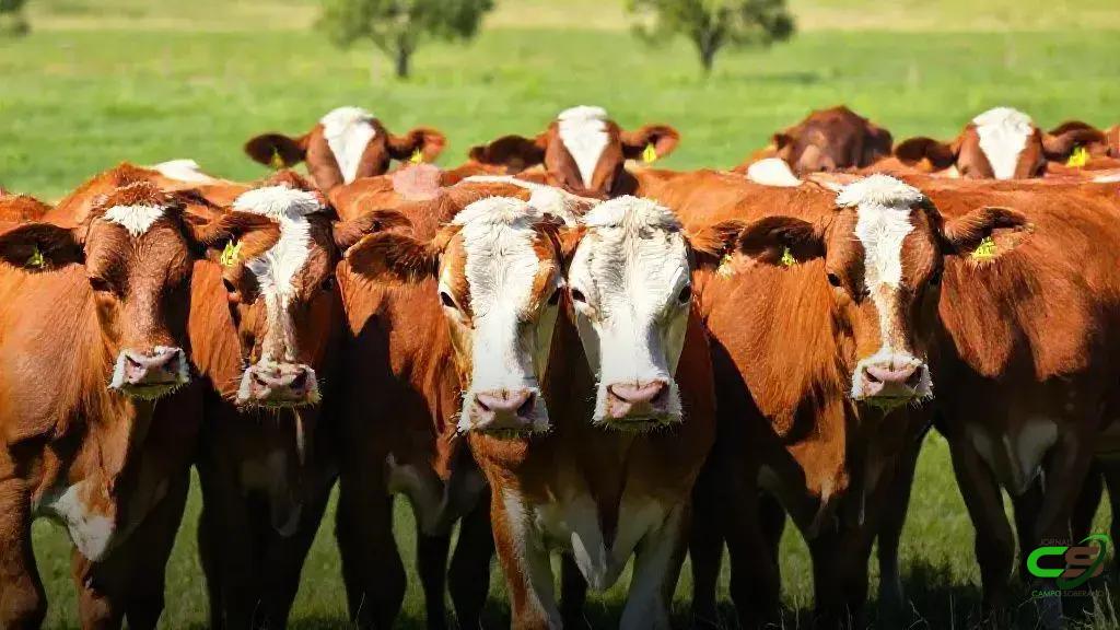 Braford: Mapa amplia gestação natural para 270 a 310 dias no Brasil