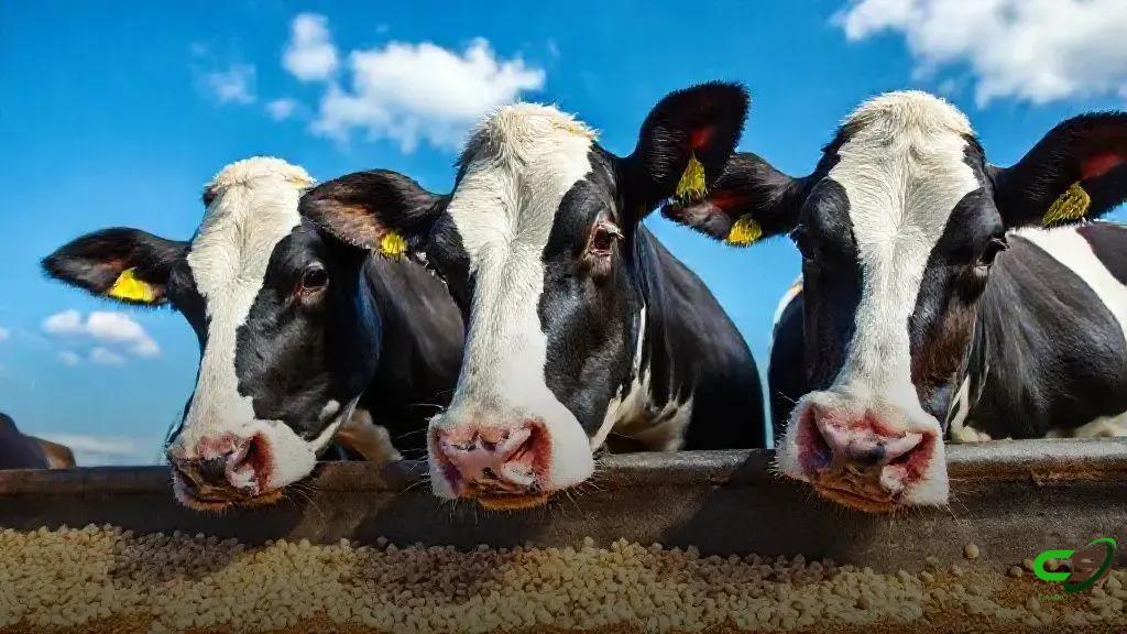 Brasil, 3º maior produtor de ração, encara cinco entraves para exportar mais