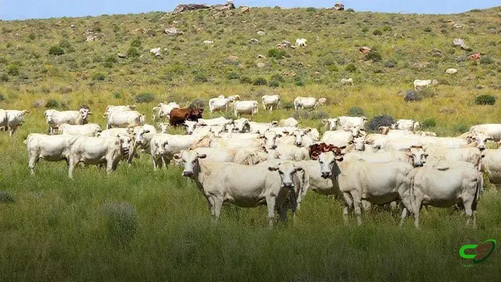 Campanha de Vacinação contra Brucelose em SP vai até 31 de dezembro