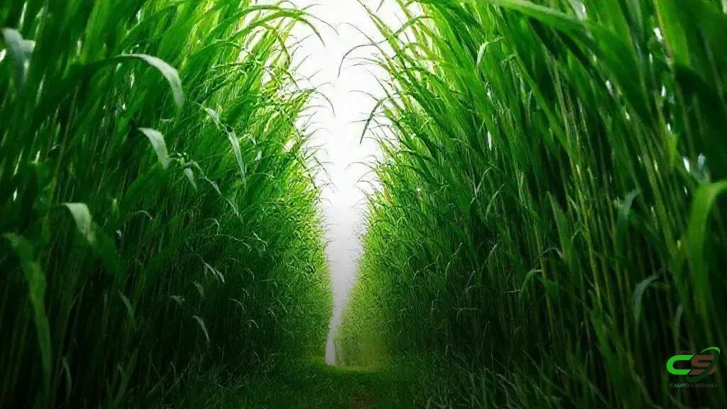 Capim-elefante impulsiona pastagens tropicais, segundo estudo internacional