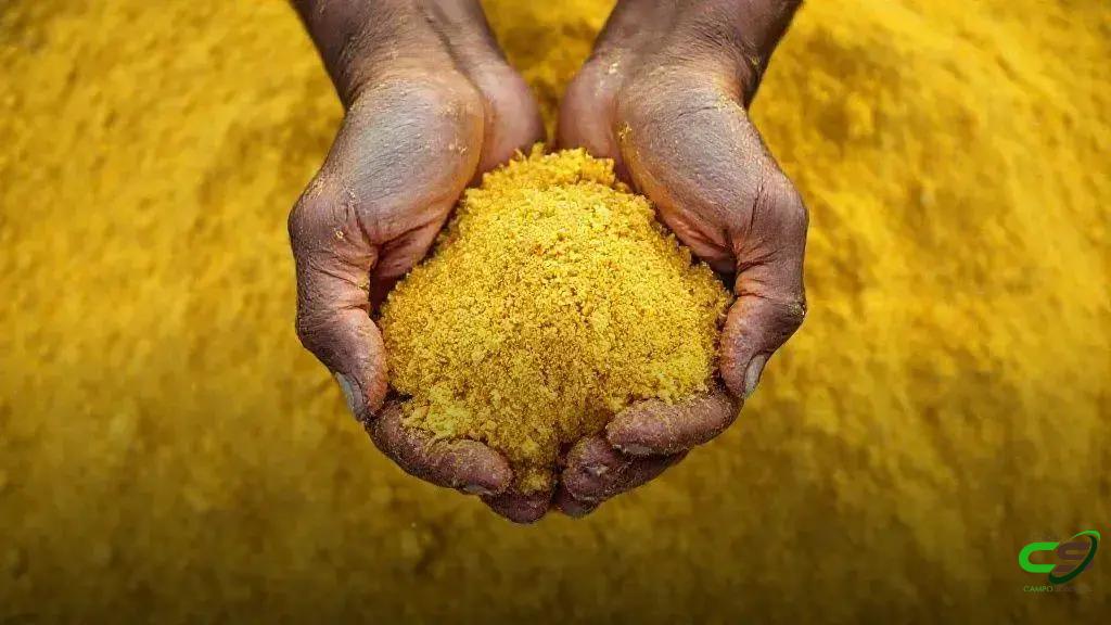 Casquinha de soja e farelo: uso correto no manejo de ruminantes