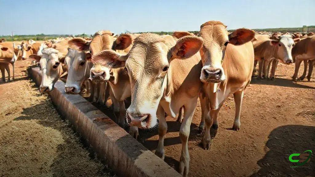 Censo aponta recorde de confinamento e consolidação do sistema intensivo