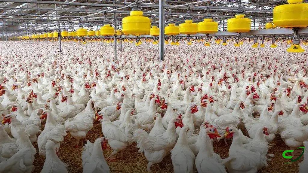 China revoga embargo de importação de carne de frango brasileira agora