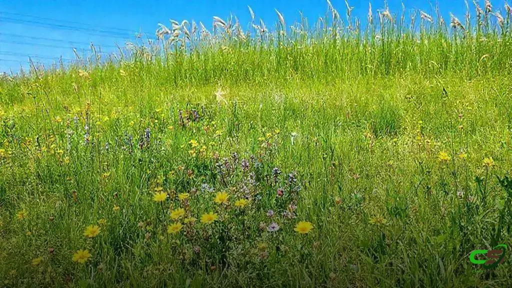 Choveu e plantas daninhas voltaram? Como evitar prejuízos na fazenda