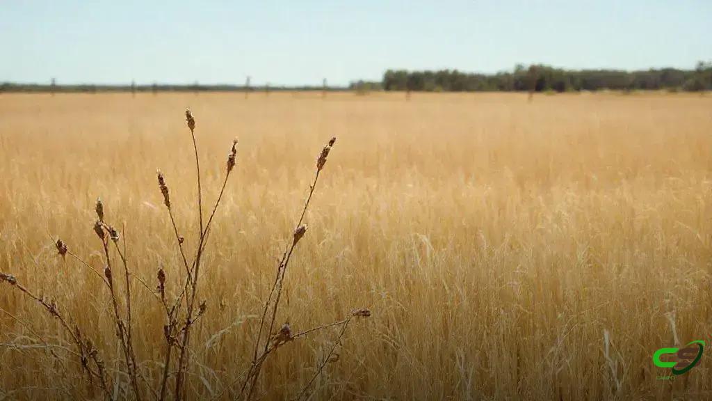 Chuvas marcam o rebrote do capim: como evitar riscos ao gado